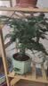 花行榜文竹盆栽绿植物室内客厅中式禅意盆景办公室摆件高端花卉源头直发 实拍图