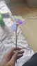 七彩炫光玫瑰花星空彩金浪漫情人节七夕送老婆女友生日礼物金箔 彩金玫瑰花【75%以上选择】 【送它一朵永不凋零的爱意玫瑰】 实拍图