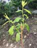 尔澜1cm嫁接黑霸王李子树苗大果树苗露天水果苗木李子苗源头直发 实拍图