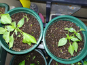 花盆绿植盆栽加厚塑料简约多肉小盆阳台客厅月季玫瑰大号家用花盆 高款2加仑(口径22cm)2个盆 配套托盘 实拍图