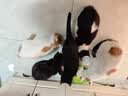 京东京造 浓汤红肉猫罐头金枪鱼混合味85克*24罐 猫零食湿粮补水鱼肉罐 实拍图