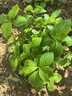 德沃多螯合铁元素园林花卉果园花肥料茉莉绿植硫酸亚铁通用水溶肥1kg 实拍图