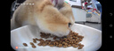 霍曼（Homerun）AI智能宠物自动喂食器视频猫狗喂食定时定量可视陶瓷碗VF20可插卡 实拍图