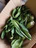 【东东买菜】四季小青菜自种大棚小油菜现摘超市涮火锅时令蔬菜 河南小青菜5斤装 净重 实拍图