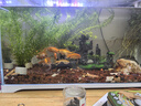 森森 超白玻璃小鱼缸HWK-600P裸缸款水草缸金鱼缸小型水族箱水草缸  实拍图