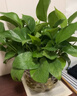 京东绿植绿萝盆栽除甲醛花卉绿植办公室新房净化空气110竖纹盆8盆源头直 实拍图