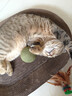 【京东物流】猫抓板磨爪猫窝一体耐磨不掉屑超大号猫玩具猫咪用品 椭圆巨无霸+猫薄荷 实拍图