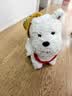 babycare电动毛绒小狗配饰宠物生日礼物西高地+小苹狗套装 实拍图