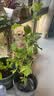CHUANGSHIJI树莓苗双季树莓覆盆子树苗黄红树莓苗南方北方种植盆栽地栽果树苗 店长推荐5年苗果多【品种留言】 60cm(含)-69cm(含) 实拍图