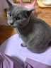 pidan3合1混合猫砂 木薯豆腐膨润土混合2.4kg*4包 整箱装不可冲厕所 实拍图