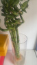 花翁富贵竹水培绿植招财转运室内客厅水养花卉盆栽植物文昌竹源头直发 实拍图