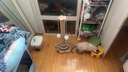 HELLOJOY猫抓柱剑麻猫抓板猫玩具耐抓耐磨不掉屑猫爬架立式自嗨解闷用品 实拍图