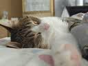 凯锐思成猫专用猫粮国产猫粮高蛋白成年牛肉味4斤 实拍图