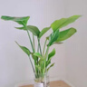 种花迷水培天堂鸟盆栽花卉植物室内客厅绿植面鹤望兰吸甲醛四季好养活 精品水培天堂鸟40-50厘米3棵【不含瓶】 实拍图