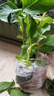 绣球花苗无尽夏带花苞四季开花绣球花盆栽庭院好养花卉植物室内花 妖精之吻【大花绣球-可调色】 小苗【隔年开花】原盆宽11cm高18cm冠12cm 实拍图