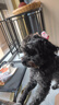 麦富迪狗粮 无谷牛肉双拼狗粮成犬小型犬比熊贵宾缓解泪痕 10kg/20斤 实拍图