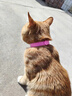 跳蚤圈猫圈狗圈除跳蚤项圈防虱子猫咪狗狗除蚤项圈宠物体外驱虫圈 进口品质-除蚤专用（狗圈） 宠物防虫跳蚤【2个装】 实拍图