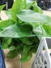 京东绿植绿萝盆栽除甲醛花卉绿植办公室新房净化空气180款福字4盆源头直 实拍图