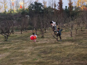爸爸妈妈风筝成人儿童潍坊大型特大孔雀凤凰风筝轮盘线轮高档亲子户外玩具 实拍图