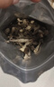 十月稻田 鹿茸菇 150g 高蛋白 脆嫩提鲜 山珍菌菇干货 炒菜煲汤火锅食材 实拍图