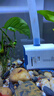 森森（SUNSUN）耀蓝鱼缸水泵小型潜水泵过滤泵抽水泵YQP-1000 15W 实拍图