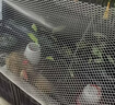漫德莱阳台防护网 防坠塑料网围栏网护栏防猫网儿童隔离封窗网0.8*4米长 实拍图