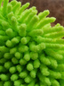龟牌（Turtle Wax）雪尼尔除尘掸子蜡刷汽车洗车拖把刷子车掸蜡拖工具便捷TW-184 雪尼尔除尘掸 实拍图