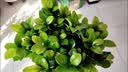 漫生活进口营养土3L通用有机种菜土养花土园艺绿植花卉绿萝盆栽基质土壤 实拍图