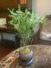 开时果 清香胡椒木盆栽 办公室内花卉迷你桌面盆景植物驱蚊草好养绿植 【热销款】舍得紫砂盆+苔藓+圆形底托 实拍图