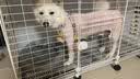 爱咪宠狗笼子小中型犬带厕所冬天家用保暖小型犬狗狗围栏泰迪比熊狗笼 三格带轮【109*37*57】可移动 豪华款：狗窝+喂水喂水器+基础款 实拍图