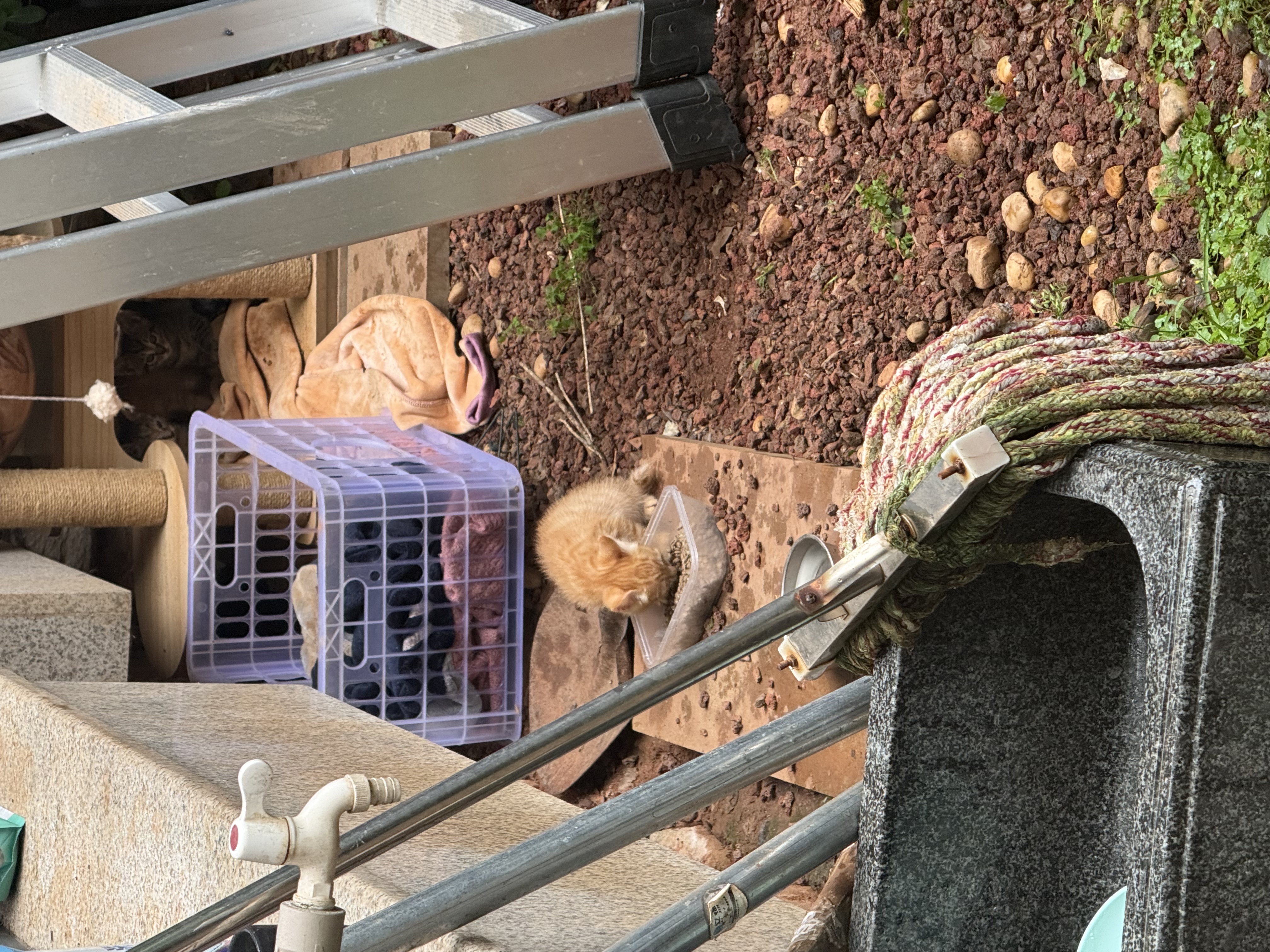 凯锐思猫粮鲜肉幼猫猫粮1-12月奶糕助力免疫鲜肉冻干双拼幼猫粮 【1-4月母乳营养】离乳奶糕粮6斤 实拍图