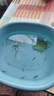 黑壳虾活体观赏花腰虾除藻虾辣椒蟹淡水鱼草缸虾苹果螺清洁虾工具 除藻黑壳虾30只送10只备损 实拍图