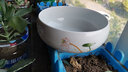 裕轩堂 水仙花盆无孔铜钱草盆碗莲盆茶洗睡莲水培植物多肉陶瓷花盆批发 白色-肚径20戏莲 大 实拍图