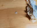雕牌 透明皂 净爽青柠香 228g*10块 独立包装 深层去渍 轻松去污 实拍图