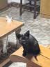 汪野君猫砂盆半封闭顶入猫厕防外溅幼猫成猫猫屎盆猫沙盆带猫砂铲中号 实拍图