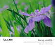 松下S9（20-60mm F3.5-5.6）（Panasonic）全画幅微单 实时Lut 滤镜直出 连接app极速分享 灰银 实拍图