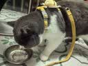 snowpaws猫咪牵引绳猫绳胸背带遛猫绳溜猫绳子背心宠物防挣脱逃脱背带链子 实拍图