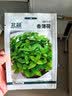 北蔬 薄荷种子苗可食用四季种植阳台盆栽蔬菜籽 香薄荷种子1000粒x2包 实拍图