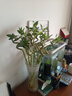 花翁富贵竹水培绿植招财转运室内客厅水养花卉盆栽植物文昌竹源头直发 实拍图