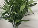 花翁富贵竹水培绿植招财转运室内客厅水养花卉盆栽植物文昌竹源头直发 实拍图