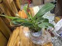 驱蚊植物吃蚊子驱虫草迷迭香猪笼草植物盆栽花卉防蚊绿植香草 猪笼草原盆带5个笼子以上 实拍图
