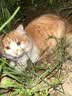 皇家成猫猫粮 营养均衡 F32 通用粮 1-7岁 4.5KG 实拍图