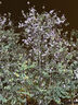卡尔顿（Calleton）【丁禹兮代言】香芋三明治面包420g早餐芋泥芝士夹心休闲零食品 实拍图