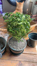 开时果 正宗清香胡椒木盆栽老桩树苗 室内桌面植物苗防驱蚊草小绿植盆景 【6年大苗】清香胡椒木+原土发货 实拍图