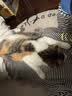 欢宠网猫玩具猫咪猫隧道彩虹钻洞袋子迷宫通道逗猫自嗨神器解闷猫猫小猫 实拍图