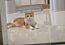 艾尔猫粮  深海鱼配方 成猫 幼猫 通用全价猫粮 10kg20斤 实拍图