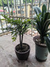 御春阁小叶紫檀树苗黑骨茶室内阳台盆栽花卉绿植耐寒四季常青微景观桩形 大号粗2公分双叉高20厘米左右 实拍图