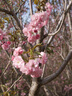 松下（Panasonic）Lumix G100D M43画幅相机 M43卡口 微单相机 无反数码相机 G100D+【12-60mm白盒】单镜套装 实拍图