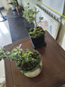 苔藓鲜活青苔白发藓微景观造景水陆缸假山盆栽迷你植物diy材料 小白发藓一盒 实拍图