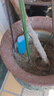 德沃多植物再生剂营养液通用12支水培花卉花肥料绿萝绿植生根液456ml 实拍图